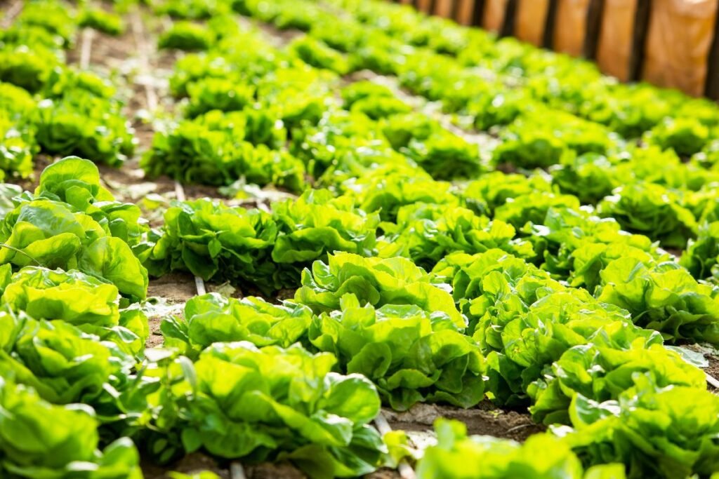 Dyrke grønnsaker i hagen